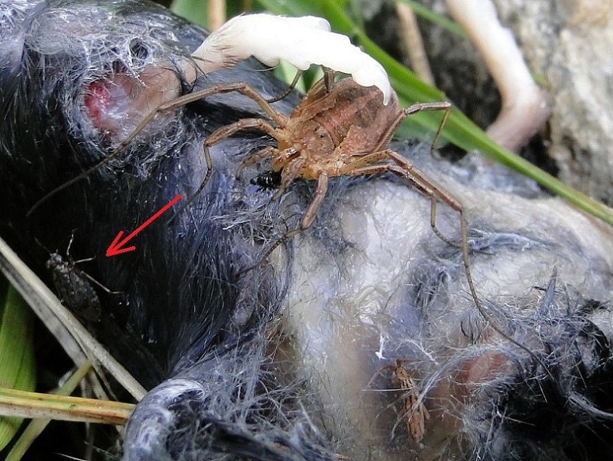 Opilione (Mitopus morio) su cadavere di Sorex alpinus